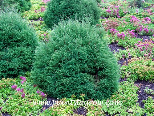 Heatherbun Atlantic White Cedar (Chamaecyparis thyoides)